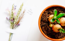 Afbeelding in Gallery-weergave laden, Droogbloemen boeketje - Lounge&Lifestyle