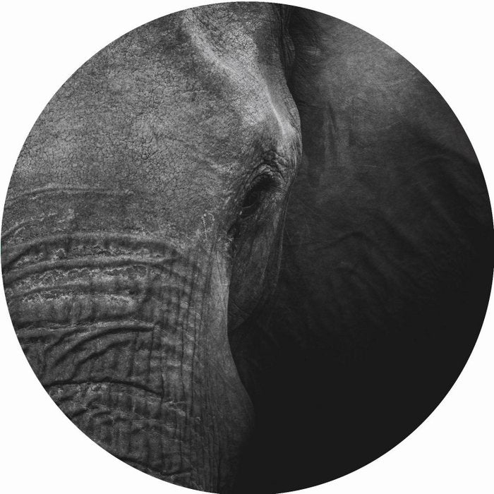 Muurcirkel - Olifant - Lounge&Lifestyle