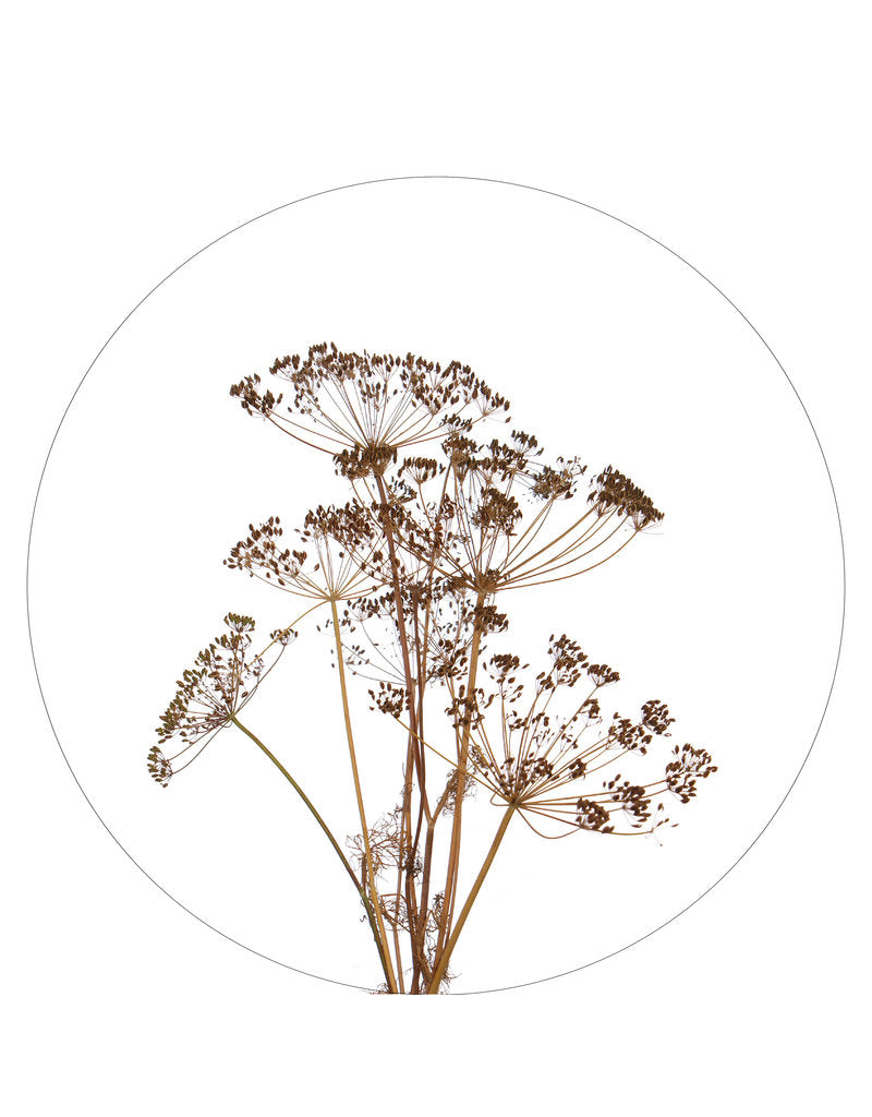 Muurcirkel - 'Droogbloemen' - Lounge&Lifestyle